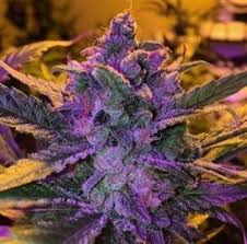 purple haze strain